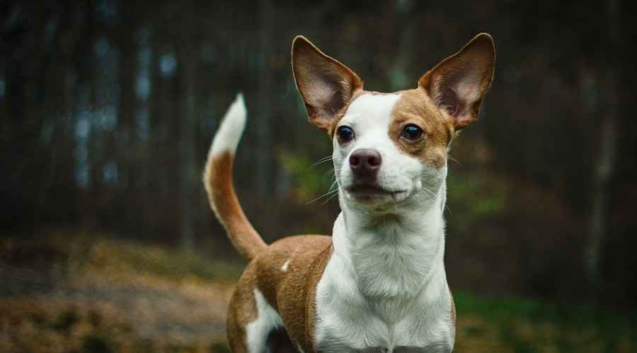 Pitbull Terrier Chihuahua Mix: Chipit Irk Bilgisi
