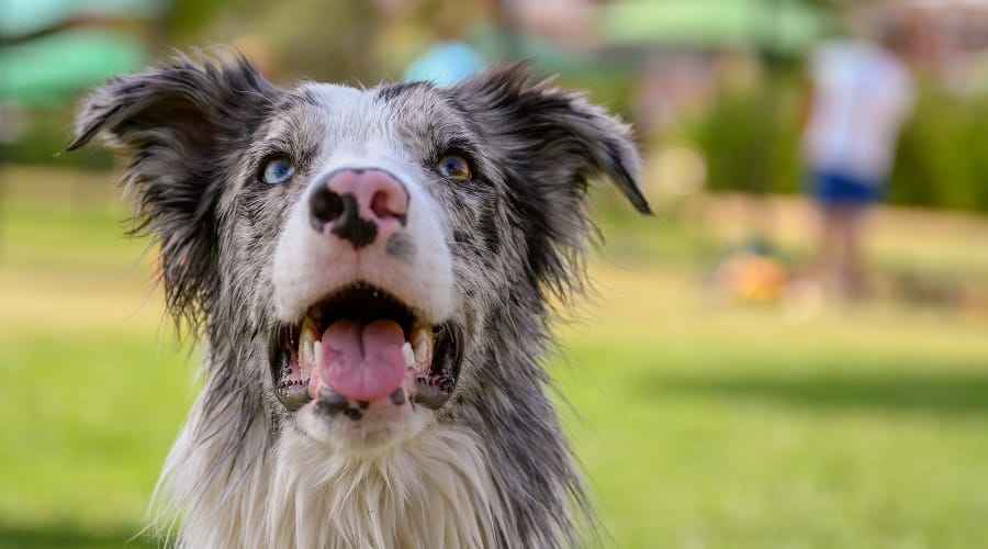 Avustralya Çoban Sibirya Husky Mix: Aussie Sibirya Irk Bilgisi