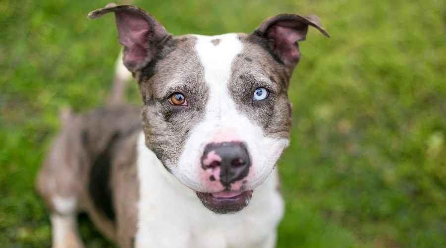 Catahoula Leopard Dog & Pitbull Mix: Pitahoula Irk Bilgisi