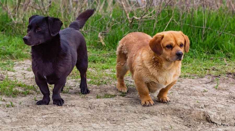 Dachshund Labrador Retriever Mix: Dachsador Breed Genel Bakış