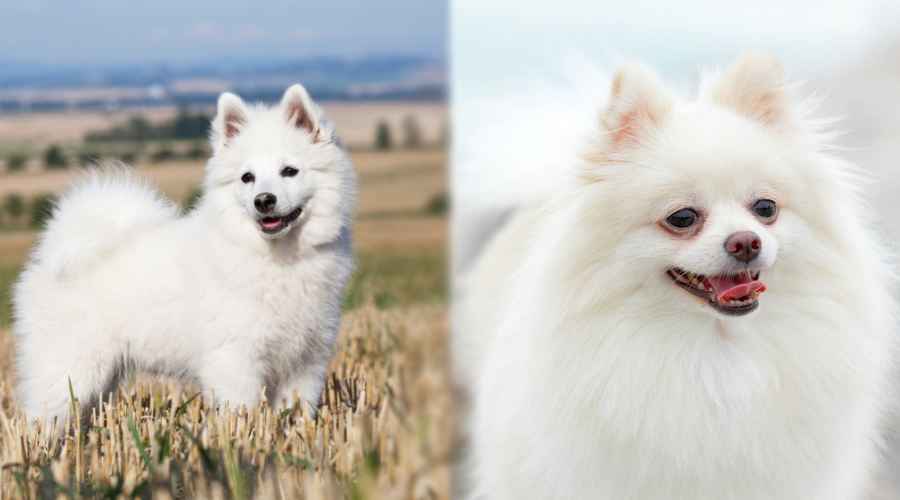 Alman Spitz ve Pomeranian: Cins Farklılıkları ve Benzerlikler
