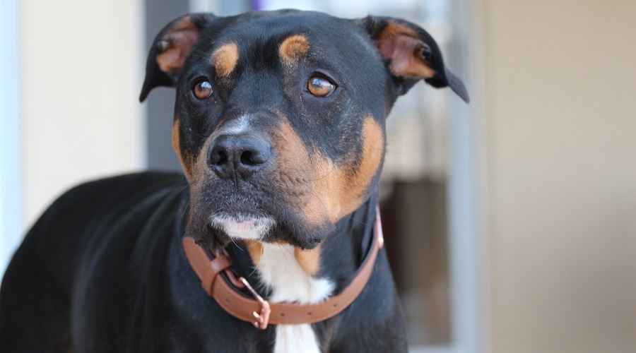 Rottweiler Pitbull Mix: Pitweiler Hakkında Her Şey (Irk Bilgisi ve Resimleri)
