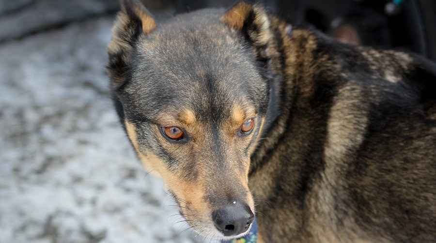 Rottweiler Sibirya Husky Mix: Rottsky Gerçekler ve Irk Bilgileri