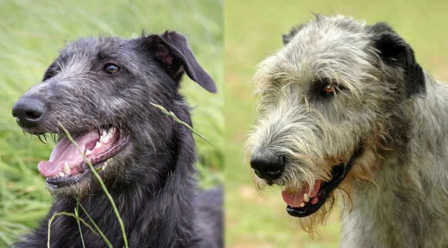 İskoç Geyik Tazısı ve İrlandalı Kurt Köpeği: Fark Nedir?
