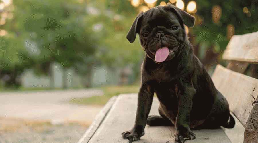 Kısa, Orta ve Uzun Siyah Paltolu 37 Siyah Köpek Irkları