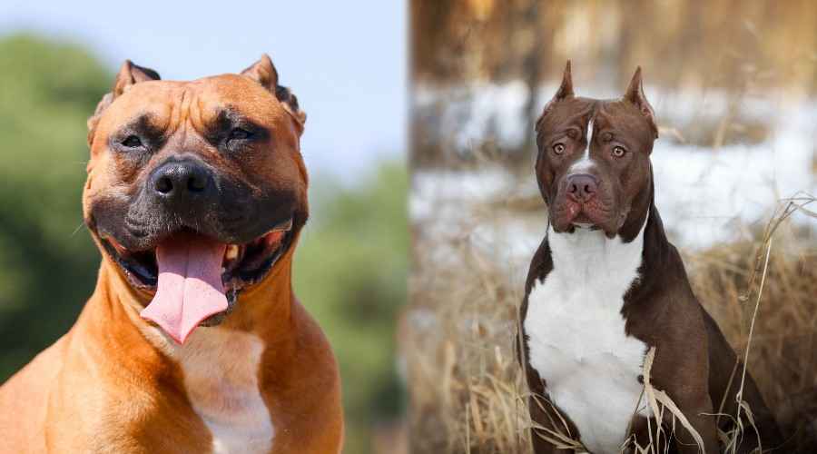 Amerikan Staffordshire Teriyerleri ve Amerikan Pit Bull Teriyerleri