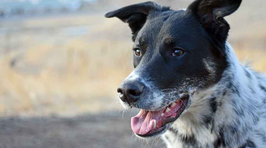 Blue Heeler Labrador Retriever Mix: The Labraheeler