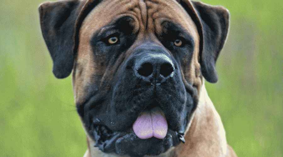 Boerboel Dışında Etrafa Bakmak