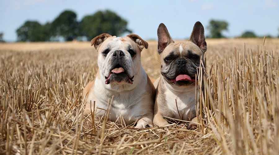 Fransız Bulldog vs İngiliz Bulldog: Farklılıklar ve Benzerlikler