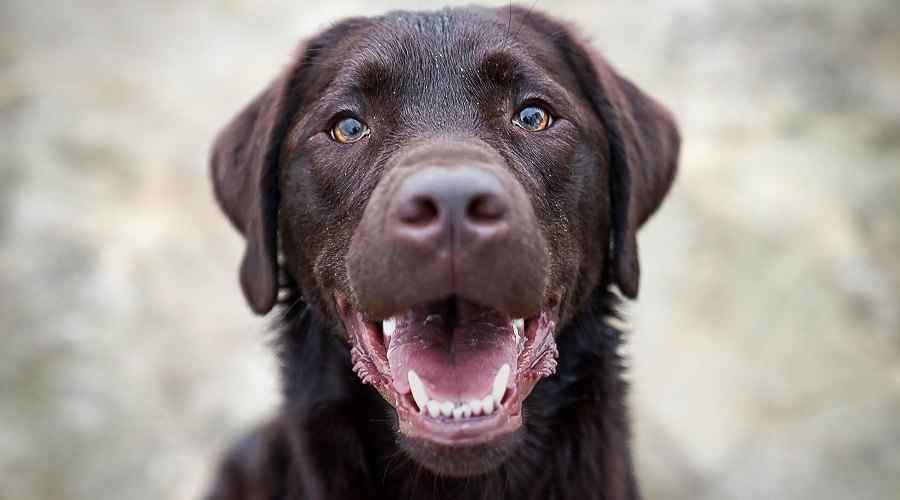Labrador Retriever Köpek Irk Bilgisi, Mizaç ve Daha Fazlası