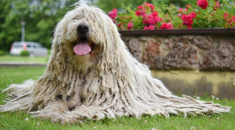 Komondor Irk Bilgisi: Gerçekler, Özellikler, Resimler ve Daha Fazlası