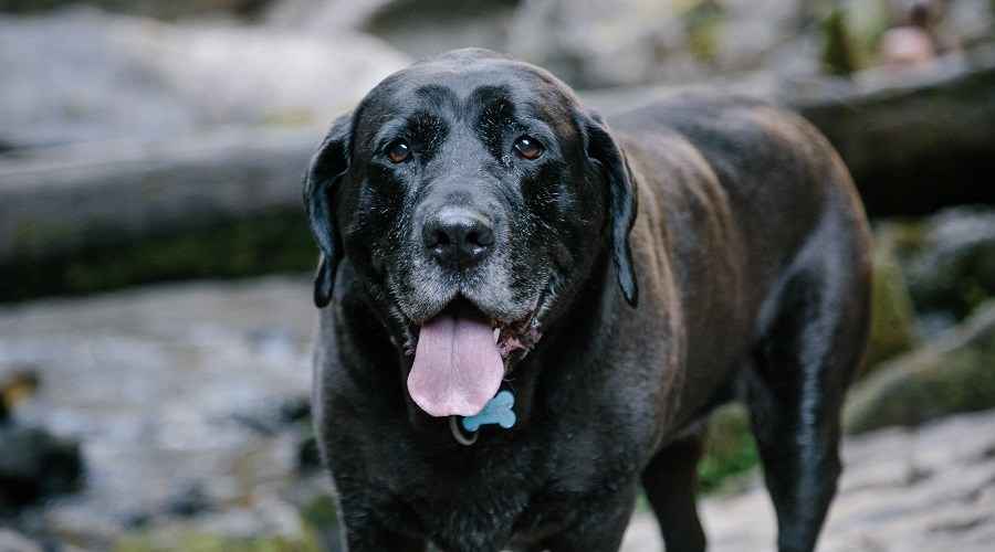 Mastiff Lab Mix: Mastador Irk Bilgisi, Yavru Köpekler, Fiyatlar ve Daha Fazlası