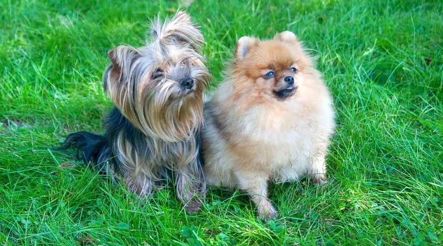 Pomeranian vs Yorkshire Terrier: Ailen İçin Hangisi Daha İyi?