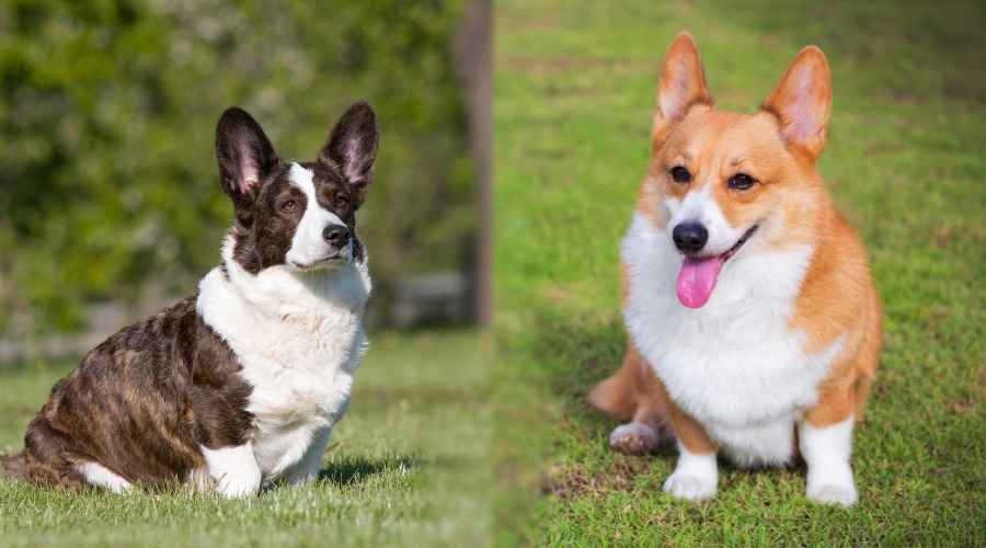 Cardigan Welsh Corgi - Pembroke Welsh Corgi: Fark Nedir?