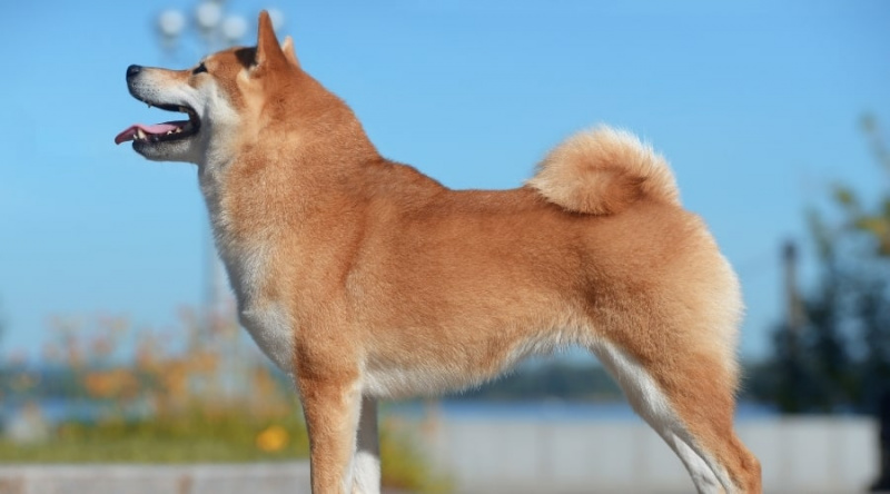 Beyaz Shiba Inu vs Krem: Tartışmalı Ceket Renkleri İçin Bir Kılavuz