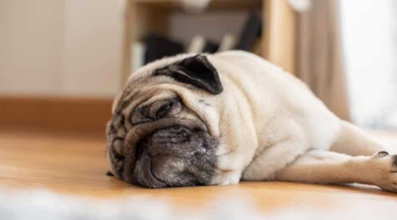 Brachycephalic Köpekler: 19 Düz Suratlı Irkın Listesi