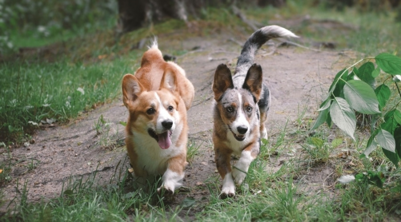 Corgi Büyüme Tablosu: Yavru Köpek Kilometre Taşları ve Ne Beklemeli?