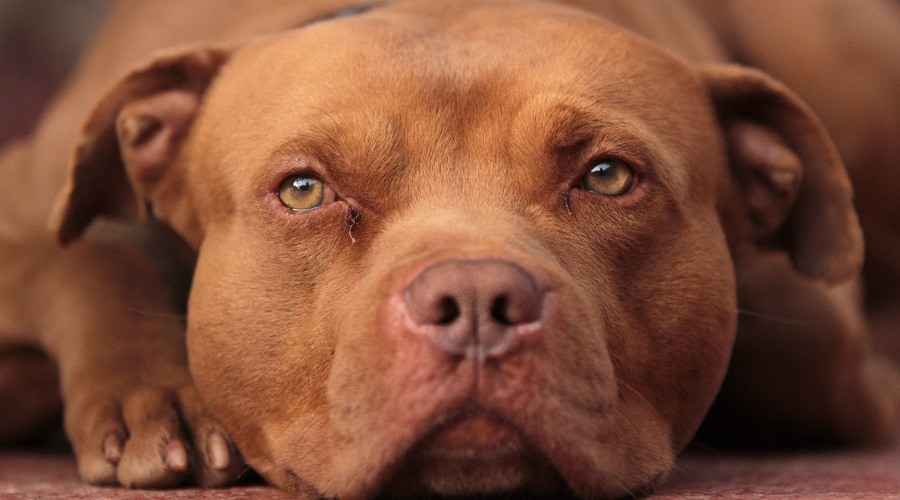 Red Nose Pitbull: Gerçekler, Köpek Fiyatları ve Mizaç