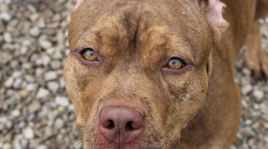Kayaların Üzerinde Duran Kırmızı Burun Pitbull