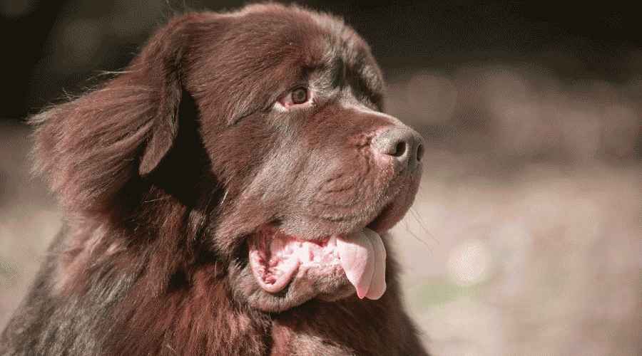 Newfoundland ve Saint Bernard: Irk Farklılıkları ve Benzerlikleri
