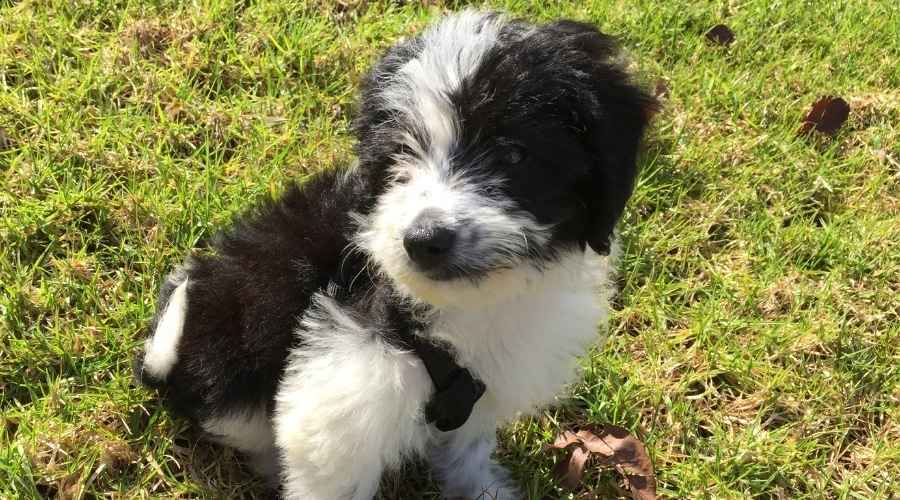Border Collie Poodle Mix: Bordoodle Irk Bilgisi