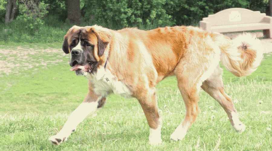 Saint Bernard ve İngiliz Mastiff: Irk Farklılıkları ve Benzerlikleri