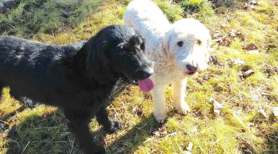 Labradoodle vs Goldendoodle: Farklılıklar, Mizaçlar ve Daha Fazlası