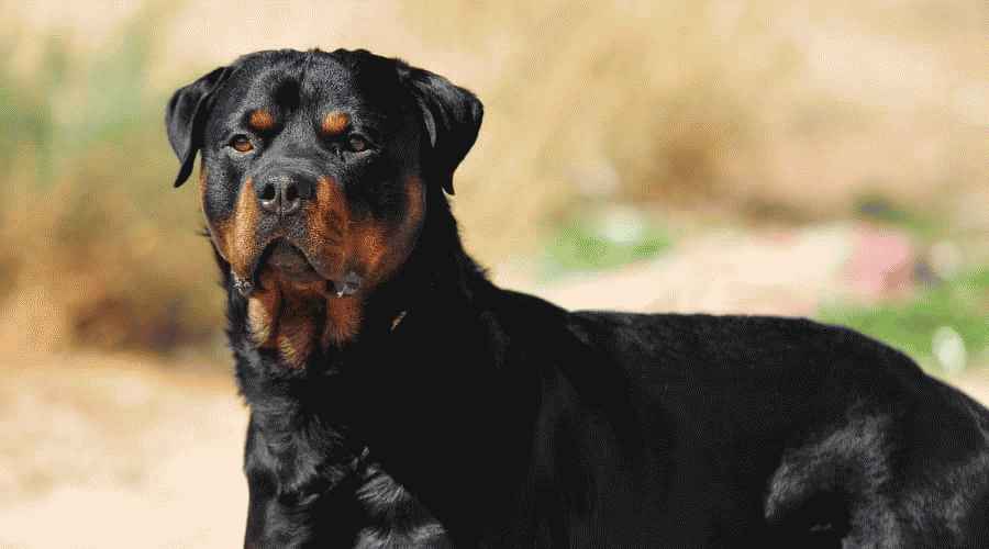 Rottweiler vs. Boerboel: Aileler İçin Hangi Cins Daha İyi?