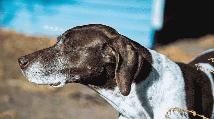 Weimaraner Karışımları: Seveceğiniz 20 Çarpıcı Melez