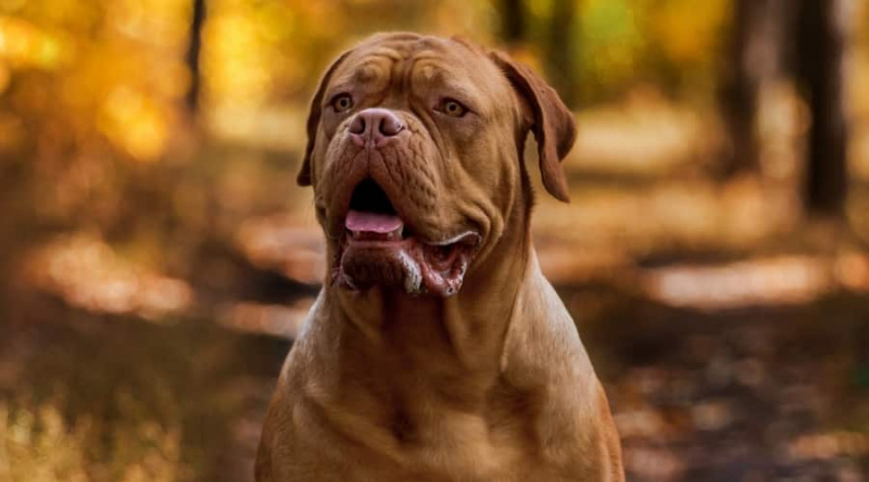 En Kısa Ömürlü 25 Köpek Irkı