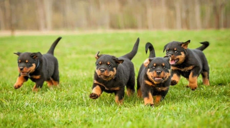 Rottweiler Büyüme Tablosu: Yavru Köpek Kilometre Taşları ve Ne Beklemeli?