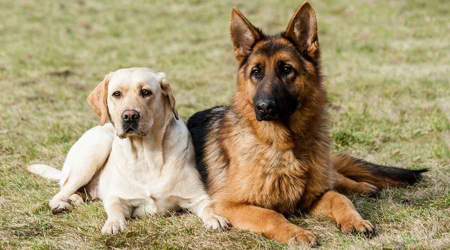 Labrador Retriever ve Alman Çoban Köpeği: Irk Karşılaştırması