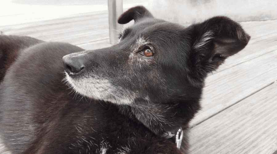 Belçika Malinois Karışımları: 11 Güzel Eşsiz Melez