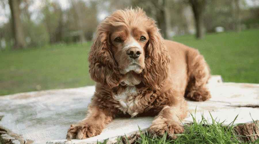 Cavalier King Charles Spaniel Karışımları: 25 Sevimli Melez
