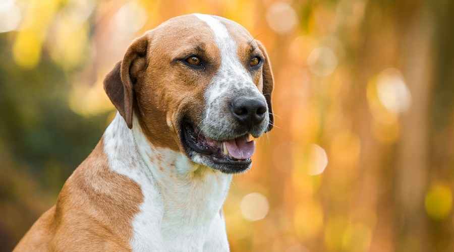 Beagle Pitbull Mix: Beaglebull Irk Bilgisi ve Gerçekler