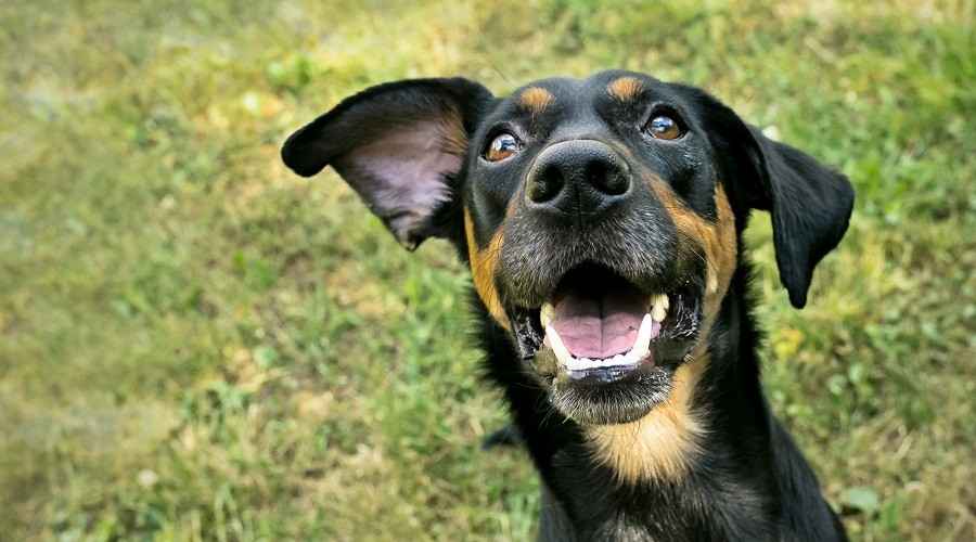 Doberman Pinscher Karışımları: 20 Farklı Doberman Melezi