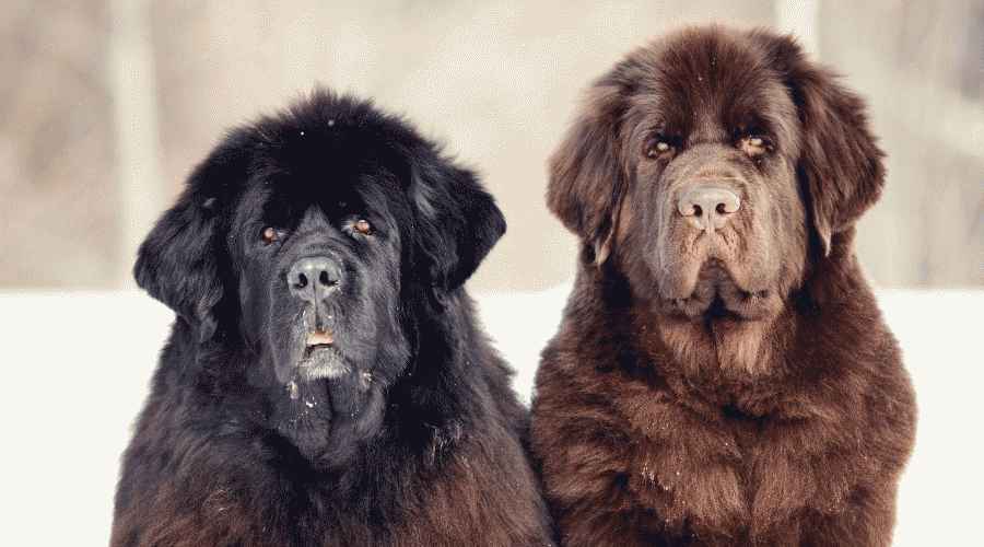 Newfoundland ve Labrador Retriever: Irk Farklılıkları ve Benzerlikleri