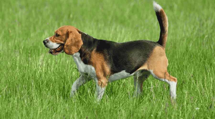 Beagle ve Pug: Irk Farklılıkları ve Benzerlikleri