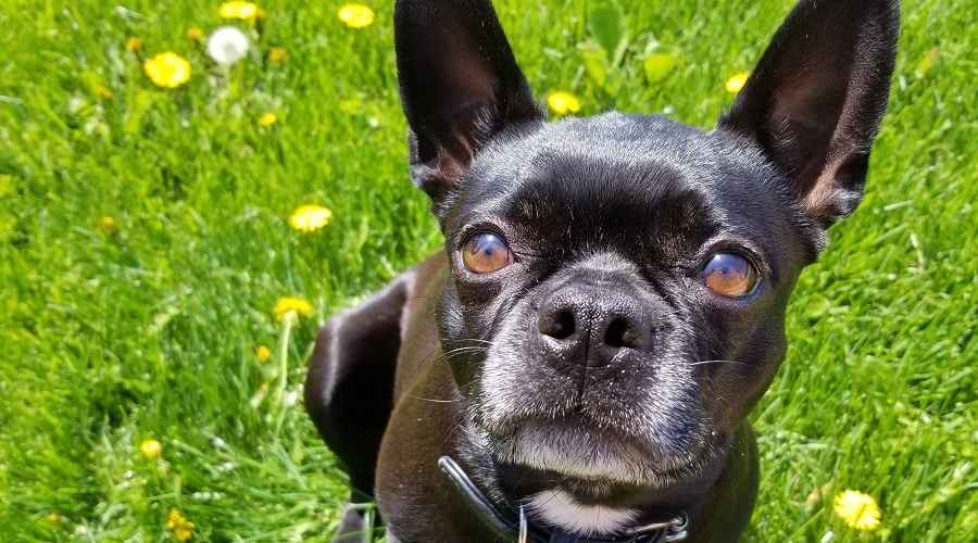 Fransız Bulldog Karışımları: 20 Benzersiz Fransız Melezi