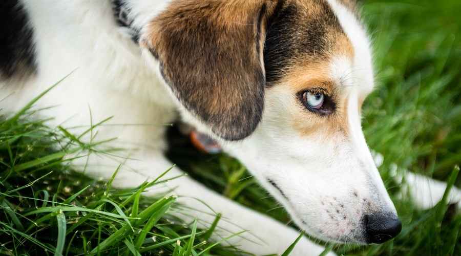 Beagle Husky Mix: Beaski Cinsi Bilgileri, Özellikleri, Gerçekler ve Daha Fazlası