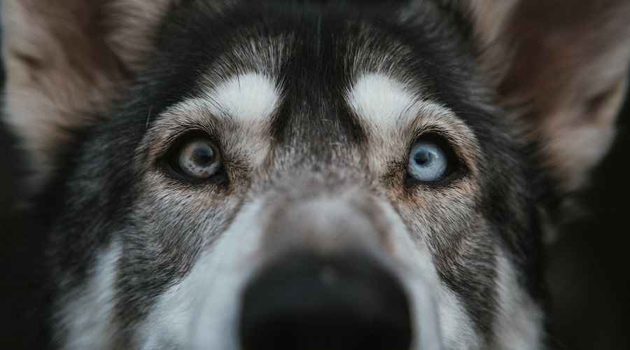 Sibirya Husky Karışımları: 20 Farklı Güzel Melez Irk