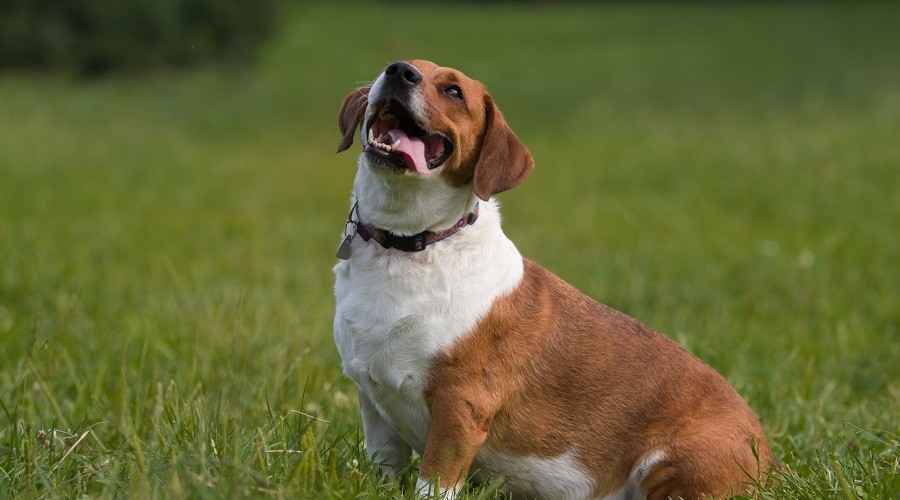 Basset Hound Beagle Mix: Bagle Hound Irk Bilgisi