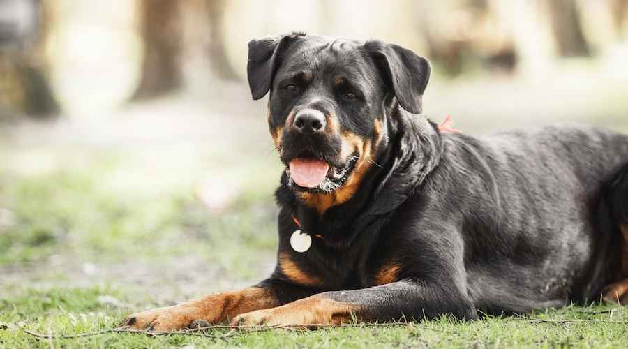 Rottweilers: İyi ve Kötü Olan (Davranış, Mizaç ve Daha Fazlası)