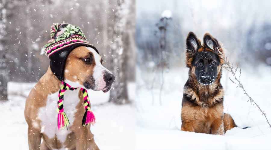 Amerikan Pitbull Terrier ve Alman Çoban Köpeği: Irk Karşılaştırması