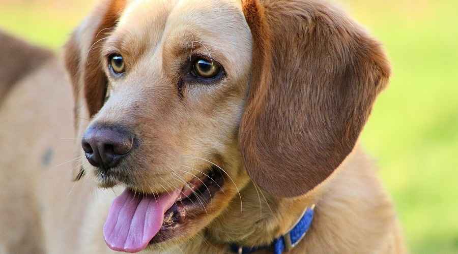 Beagle Labrador Retriever Karışımı: Beagador Cins Bilgisi