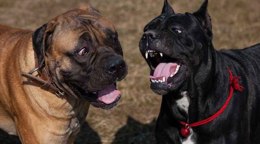Cane Corso vs Boerboel: Cins Farklılıkları ve Benzerlikler
