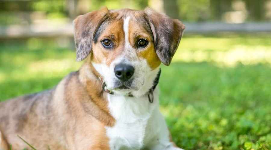 Border Collie Beagle Mix: Border Beagle Cinsi Bilgileri