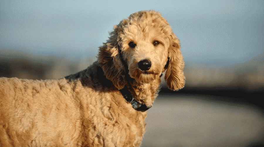 Goldendoodle ve Cockapoo: Irk Farklılıkları ve Benzerlikleri