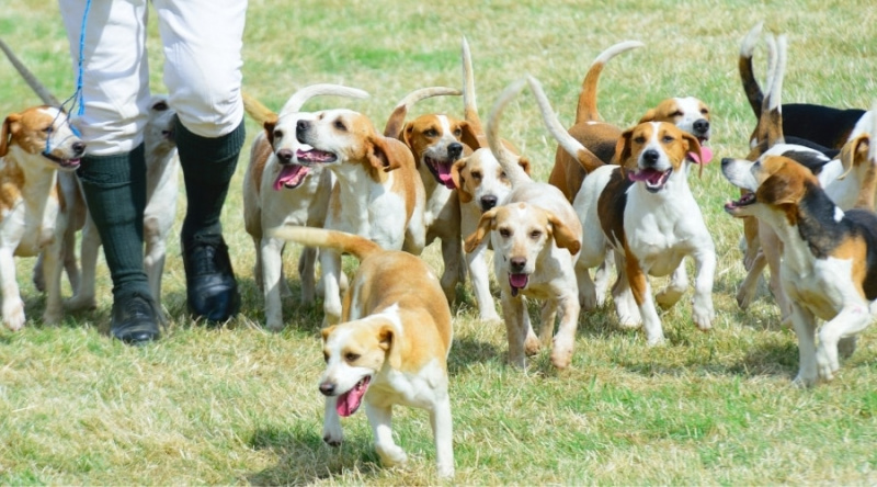 Av Köpeği Irkları: İzleme, Koklama ve Geri Alma İçin Popüler Köpek Köpekleri