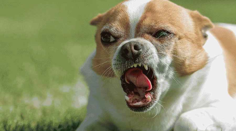 En Agresif Köpek Irkları: Hangi Irklar Tehlikeli Olarak Kabul Edilir?